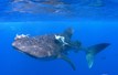 Roatan Aggressor Whale Shark